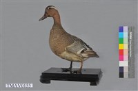 藏品(白眉鴨)的圖片